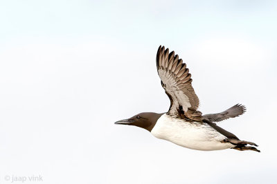 Common Guillemot - Zeekoet - Uria aalgen