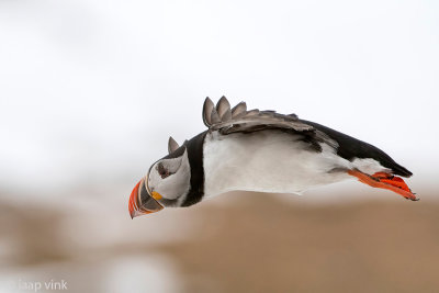 Atlantic Puffin - Papegaaiduiker - Fratercula arctica