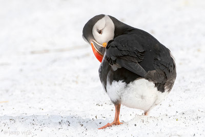 Atlantic Puffin - Papegaaiduiker - Fratercula arctica