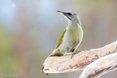 Grey-headed Woodpecker - Grijskopspecht - Picus canus