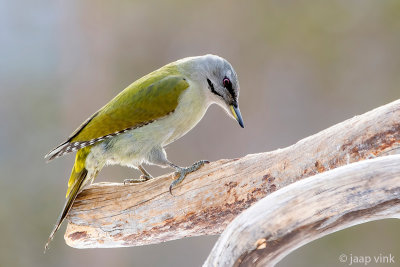 Grey-headed Woodpecker - Grijskopspecht - Picus canus