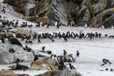 Hornya -Seabird colony - Zeevogelkolonie