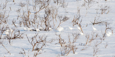 Willow Ptarmigan - Moerassneeuwhoen - Lagopus lagopus