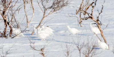 Willow Ptarmigan - Moerassneeuwhoen - Lagopus lagopus