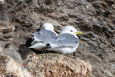 Black-legged Kittiwake - Drieteenmeeuw - Rissa tridactyla