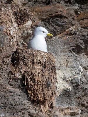 Black-legged Kittiwake - Drieteenmeeuw - Rissa tridactyla