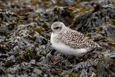 Black-bellied Plover - Zilverplevier - Pluvialis squatarola