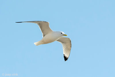 Black-legged Kittiwake - Drieteenmeeuw - Rissa tridactyla