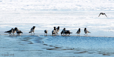 Hooded Crow - Bonte Kraai - Corvus cornix