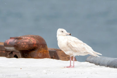 Glaucous Gull - Grote Burgemeester - Larus hyperboreus