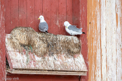 Black-legged Kittiwake - Drieteenmeeuw - Rissa tridactyla