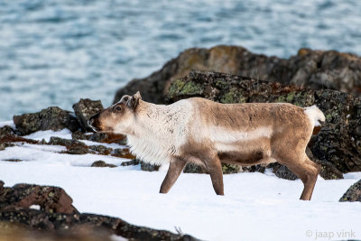 Reindeer - Rendier - Rangifer tarandus