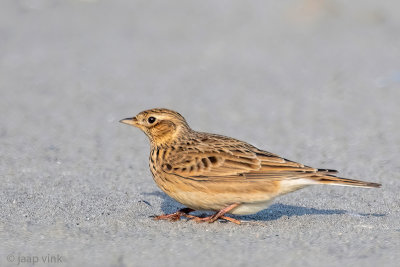 Eurasian Skylark - Veldleeuwerik - Alauda arvensis