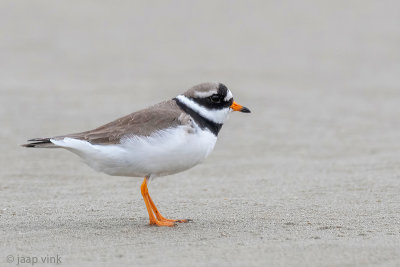 Common Ringed Plover - Bontbekplevier - Charadrius hiaticula