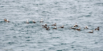 Long-tailed Duck - IJseend - Clangula hyemalis