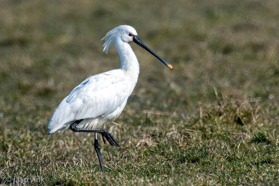 Eurasian Spoonbill - Lepelaar - Platalea leucorodia