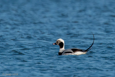 Long-tailed Duck - IJseend - Clangula hyemalis