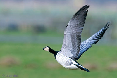 Barnacle Goose - Brandgans - Branta leucopsis