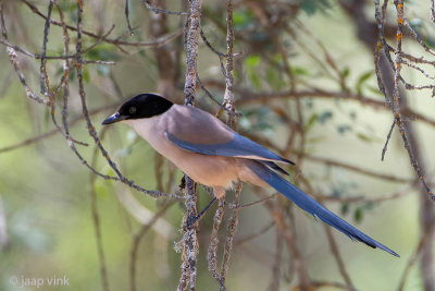 Iberian Magpie - Blauwe Ekster - Cyanopica cyanus