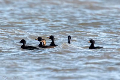 Common Scoter - Zwarte Zee-eend - Melanitta nigra