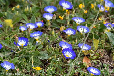 Dwarf Morning-glory - Dagschone - Convolvulus tricolor