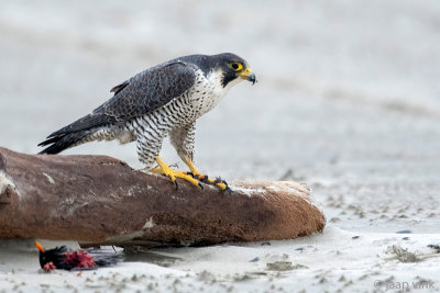 Peregrine - Slechtvalk - Falco peregrinus