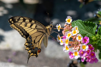 Yellow Swallowtail - Koninginnepage - Papilio machaon