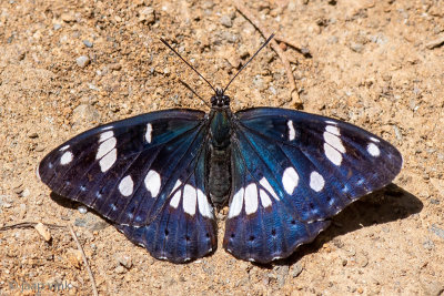 Southern White Admiral - Blauwe IJsvogelvlinder - Limenitis reducta
