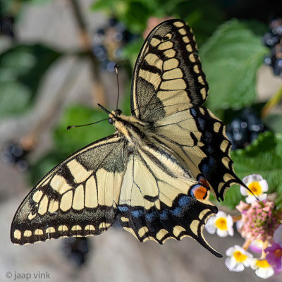 Yellow Swallowtail - Koninginnepage - Papilio machaon