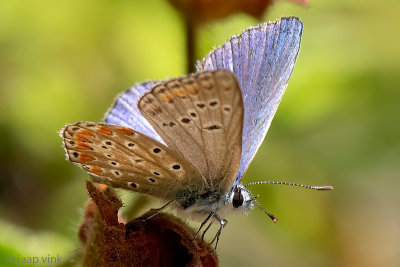 Chapman's Blue - Esparcetteblauwtje - Polyommatus thersites