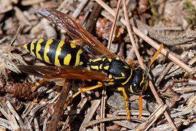 European Paper Wasp - Franse Veldwesp - Polistes dominula