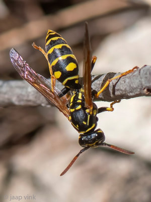 European Paper Wasp - Franse Veldwesp - Polistes dominula
