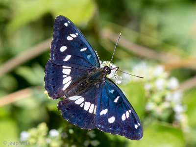Southern White Admiral - Blauwe IJsvogelvlinder - Limenitis reducta