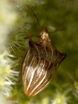 Pentatomidae - Ancyrosoma leucogrammes