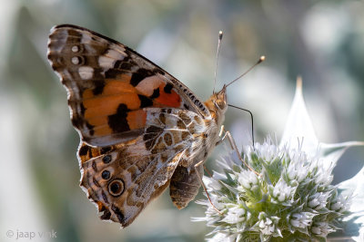 Painted Lady - Distelvlinder - Vanessa cardui