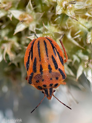 Italian Striped Bug - Pyjamaschildwants - Graphosoma italicum