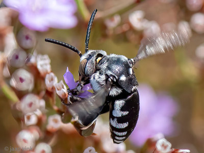 Cuckoo bee - Vlekkenbij - Thyrsus ramosus