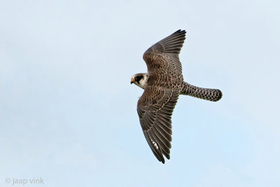 Red-footed Falcon - Roodpootvalk - Falco vespertinus