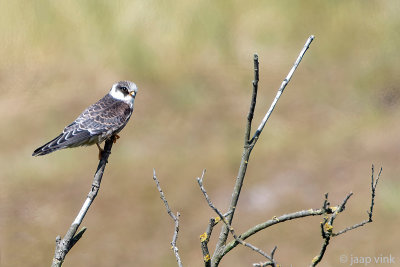 Red-footed Falcon - Roodpootvalk - Falco vespertinus