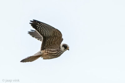 Red-footed Falcon - Roodpootvalk - Falco vespertinus