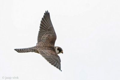 Red-footed Falcon - Roodpootvalk - Falco vespertinus