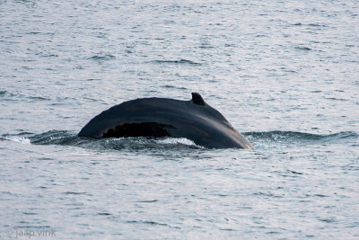 Humpback Whale - Bultrug - Megaptera novaeangliae