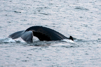 Humpback Whale - Bultrug - Megaptera novaeangliae