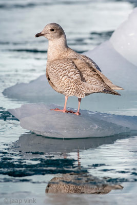 Iceland Gull - Kleine Burgemeester - Larus glaucoides