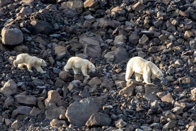 Polar Bear - IJsbeer - Ursus maritimus