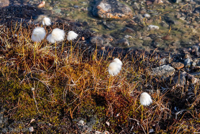 Arctic Cottongrass - Eriophorum callitrix