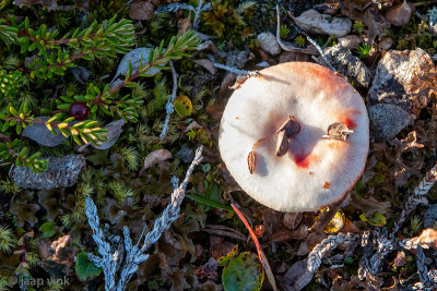 Mushroom - Paddeestoel
