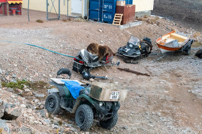 Vehicles with Muskox hide - Voertuigen met Muskusoshuid