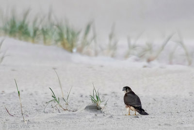 Merlin - Smelleken - Falco columbarius