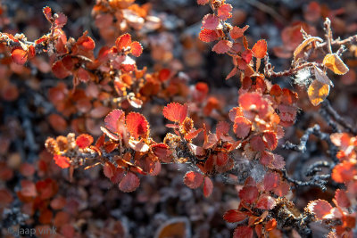 Dwarf birch - Dwergberk - Betula nana